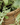 Pot pour plante Argo 42cm, naturel