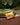 Guardanapo Monstera Cheers, Amarelo com Terracota