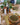Individual Beja, Verde com Castanho