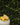 Base de verre/pain Daisy, jaune
